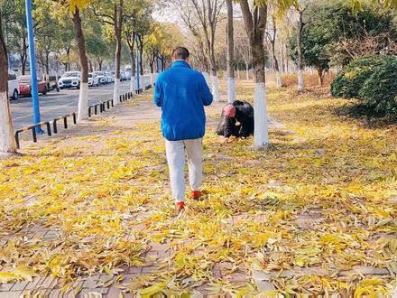 阳澄湖畔最后一抹金黄,来自这满地的无患子树叶和果实,感觉不错 #落叶🍂 #落叶深秋 #野果 #苏州头条 #无患子树