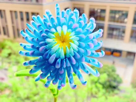 超简单高级的|扭扭棒牡丹菊|教程#手工diy #扭扭棒 #我的手工作品 #扭扭棒的100种玩法 #保姆级教程