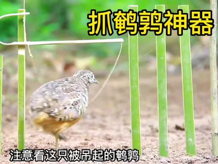 国外小哥用竹片制作抓鹌鹑神器#狩猎 #捕猎 #纪录片