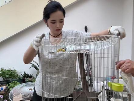 风扇罩改造鸟笼总于完工了!粉丝宝宝鸟都准备了,就等鸟笼到家了,明天就能发走了#镀锌网片 #鸟笼子 #鸟窝制作 #旧物改造 #鸟用品