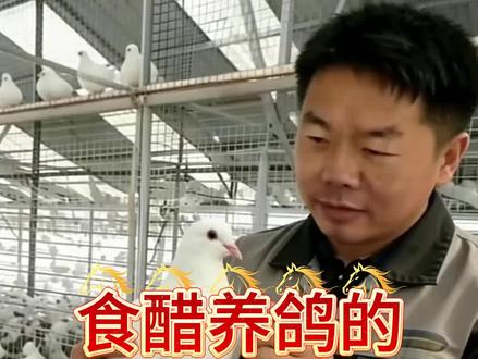 食醋养鸽的四个妙用#新手养鸽#鸽子#赛鸽#肉鸽养殖#养鸽经验分享