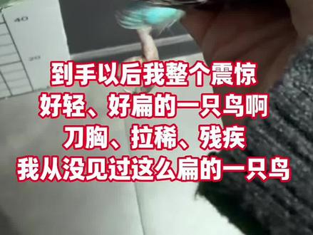 那只在零下的山东被活体套圈的残疾小鸟,后来怎么样了呢?
感谢所有关心福福的好朋友们。
马上快过年了,活体套圈的现象将会大量出现,请大家一起反对活体套圈,尊严,不仅仅只属于人类。#虎皮鹦鹉 #活体套圈 #反对活体套圈 #鹦鹉 #养鸟日常