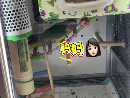 小太阳憋屎能力是真厉害#鹦鹉 #小鹦鹉 #这是一个真实的故事