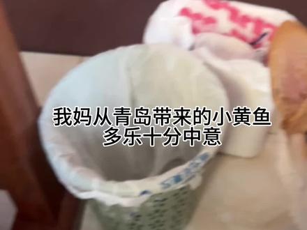 在吃这方面,多乐智力真的是没话说#柯基 #狗狗 #狗狗的心思都写在脸上了 #抖音玩法合伙人计划 #聪明小狗