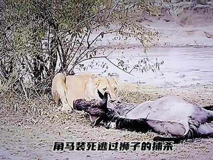 角马装死逃过狮子的捕杀#狮子被骗得意忘形丢掉猎物