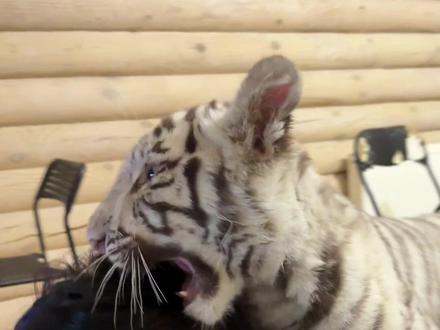 浅尝我爸一下#龙族卡塞尔之门 #龙族 #绘梨衣 #龙族卡塞尔之门龙蛋狂欢节