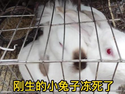 零下十度刚出生的兔子幼崽,一晚上就冻死了,没有经验块大事了 #兔兔🐰 #萌宠 #兔兔这么可爱 #兔子🐰 #奇妙的动物