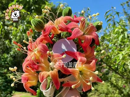 和姥姥一起做扭扭棒嘉兰百合花束(吧唧托) 这种花型制作工序相对多一点,所以视频较长,保镖小姐姐们耐心观看(抱拳)#创作灵感 #手工 #恋与深空 #祁煜 #扭扭棒 @创作灵感小助手 @抖音创作小助手 @DOU+小助手 @抖音小助手