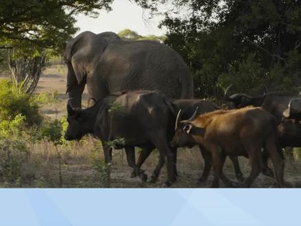 水牛认了一头大象做领导。从此牛群走上巅峰 #大象 #野牛 #水牛 #大象🐘 #野象 #非洲象 #野生动物