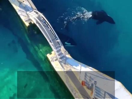 法国废弃公园虎鲸母子或面临安乐死,发现无人机后起舞……