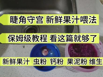 全过程分享睫角新鲜果汁喂法,无活虫饲养全过程介绍,感谢支持#爬宠 #异宠 #睫角守宫 #睫角守宫喂食 #爬行动物