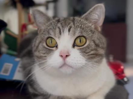 又是被,叨乐遥控的一天。#猫咪