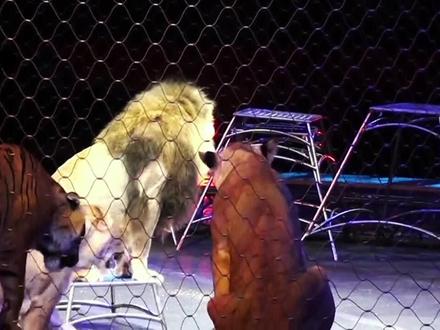 来看看这家马戏团的狮子和东北虎对比 第四集 狮子的细胳膊细腿和老虎的麒麟臂,看下你们这帮p图的虎胀脸红不?#老虎 #狮子 #东北虎 #大猫 #雌狮