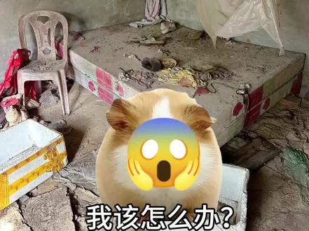 #猪妞吃播记#猪妞干了什么!#本集有点血腥,慎入