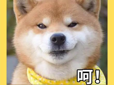 柴犬为什么会笑?你喜欢柴犬的微笑吗? #豆柴 #柴犬 #狗狗的心思都写在脸上了 #萌宠 #狗狗