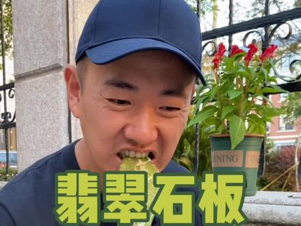 翡翠石板仙人掌你吃过吗?#钓鱼 #露营 #户外 #探险 #旅行 #野外生存