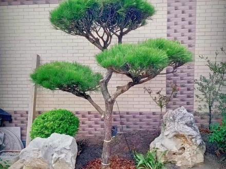 松树移栽需要注意哪些事项,快来看看吧#专业的事交给专业的人 #基地直发 #希望能帮到有需要的人 #不辜负每一份信任