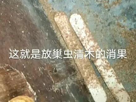 #蜜蜂养殖 事实证明箱底放巢虫清木片!再多蜡屑也没巢虫!没放的就有巢虫