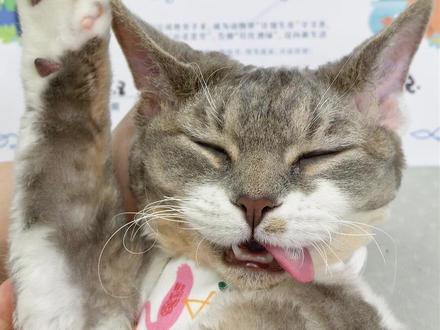 德文母猫绝育 #母猫绝育 #猫咪绝育 #母猫发情 #宠物医院