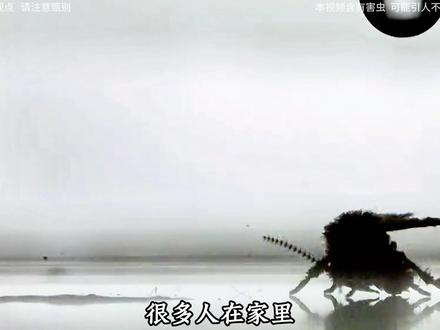 第 二 十 六 集 | 《蛾蚋》 你可能不知道,它对家庭的危害有这么大。#生物科普 #动物科普 #蛾蚋 #涨知识 #神奇动物在抖音