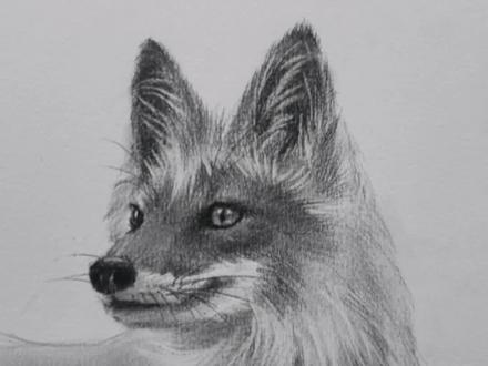 学习狐狸画法#素描 #素描动物 #狐狸 #零基础学画画 #零基础学素描