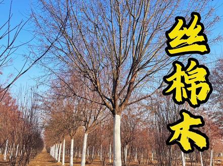 苗圃培养好的产品,设计不知道市场已经有了符合她们标准的树,所以,我们今年致力与我们的甲方深度合作。让好的产品在好的作品中呈现#丝棉木#矮杆丝棉木#丛生丝棉木#大新园林