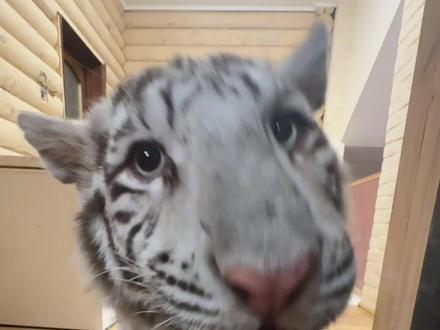 今天是超级聪明的 虎虎!#宫百万 #白虎