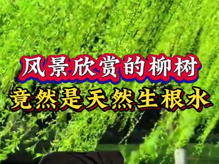 风景欣赏的柳树竟然是天然生根水#知识科普 #种植小技巧 #三农 #Ai