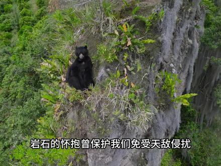 眼镜熊:一份游走在山巅峭壁的母爱! #动物世界 #野生动物 #眼镜熊 #熊