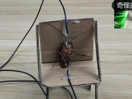 蟑螂电椅,处死蟑螂的终极武器!