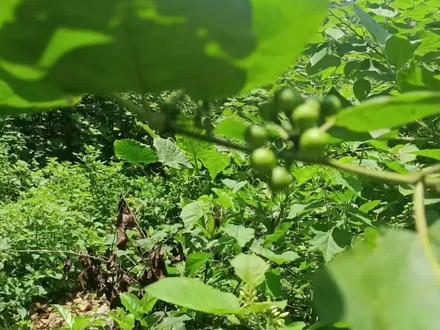 托鲁巴姆树的用途 #你的家乡有这种植物吗 #创作者中心 #创作灵感 #托鲁巴姆砧木
