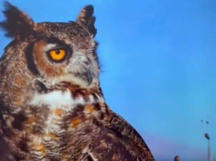 #电视更换屏幕教程 #没有太多的废话直接快速教程,分享抖友们收藏#快速剪辑材料