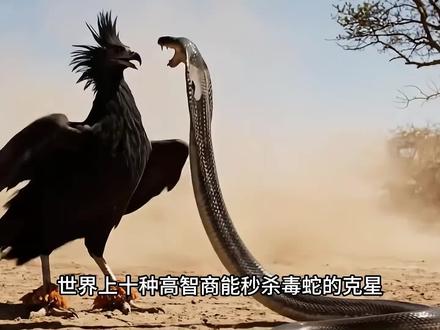 #动物冷知识科普 #有趣的知识又增长了 @水深三英尺
1.内陆太攀蛇 2.东部拟眼镜蛇 3.海岸太攀蛇 4.杜氏剑尾海蛇 5.黑虎蛇 6.锯鳞蝰 7.黑曼巴 8.马来环蛇 9.眼镜王蛇 10.圆斑蝰。内陆太攀蛇为陆栖最毒,黑曼巴速度极快攻击性强,圆斑蝰伤人致死率极高,均为极度危险物种。