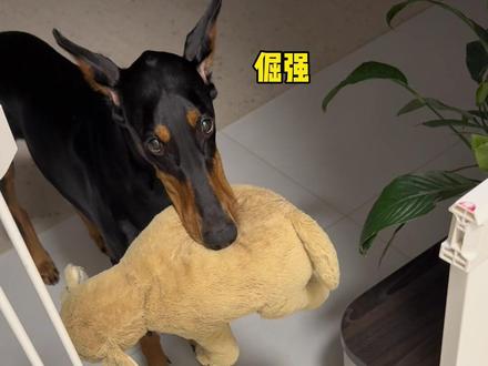 不能守护阿贝贝的小狗不是好小狗 #杜宾 #万物可爱计划