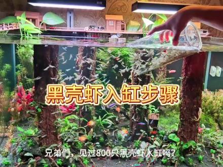 黑壳虾入缸的正确步骤,千万别直接泡袋过温 #我要上热门 #水族 #观赏鱼 #鱼缸里的大自然 #鱼缸造景