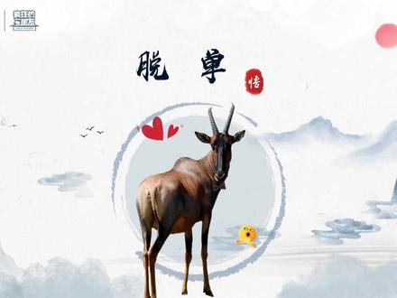 转角牛羚 脱单@抖音青少年 #科普知识 #知识合伙人 #神奇动物在抖音 #动物世界 #人与自然 #牛羚 #野生动物 #脱单