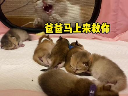 男人至死是少年?阿巴结尾的样子笑屎我了!#阿巴#猫咪的迷惑行为 #鲜活力营养好吸收 #顽皮wanpy