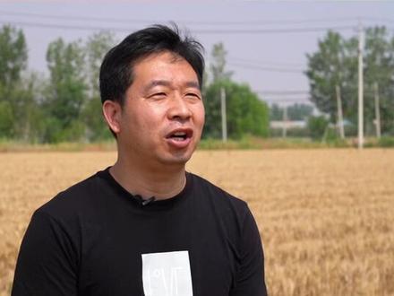 小麦+辣椒+玉米套种,是怎么操作的? #小麦 #辣椒 #套种 #玉米 @DOU+小助手