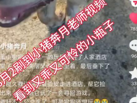 从发现到见面完成过程,感谢小猪宝宝看到并记录下它@小猪奔月