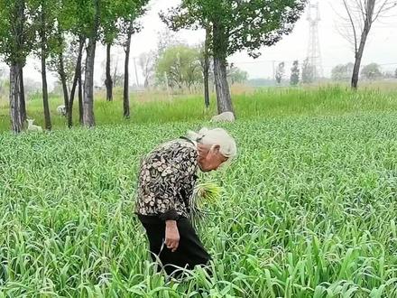 你知道种蒜为什么要抽蒜苔吗?#一份辛苦一份收获这就是农民真实生活 #创作者中心 #创作灵感