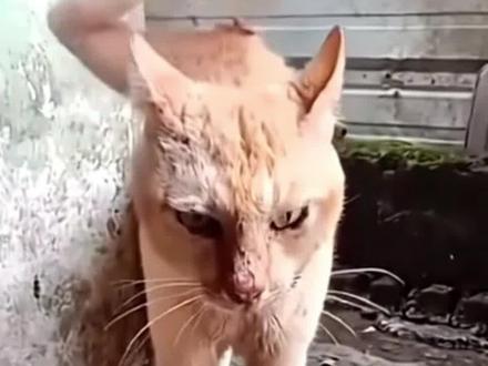 ai怪奇物语舞蹈特效教程 #ai怪奇物语舞蹈 #怪奇物语舞蹈