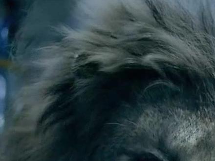 当城市中出现狮子,会发生什么?#我的观影报告