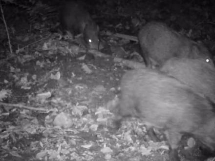 野猪:完啦完啦#陷阱#野猪#狩猎