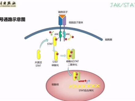 #免疫学动画
JAK/STAT pathway