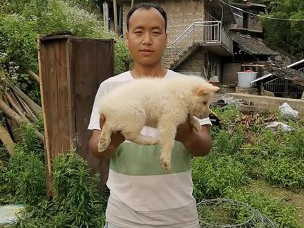 分享一条天生兔子尾小狗速度特快猎性杠杠滴