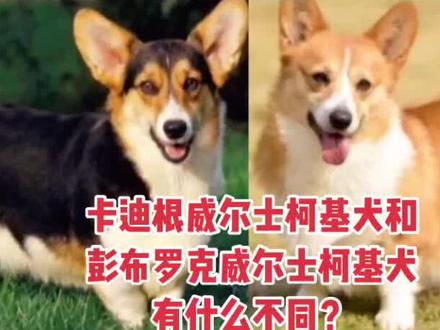 卡迪根威尔士柯基犬和彭布罗克威尔士柯基犬有什么区别?#狗狗 #柯基 #萌宠 #萌宠成精了 #家有萌宠