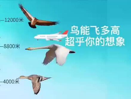 鸟能飞一万米高空?