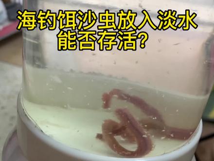 海钓饵料沙虫,用淡水养殖能否存活,能养活多久?亲自测试第一天#海钓饵料 #2022dou来钓鱼