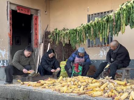 麻包谷大作战#马二娃的一家