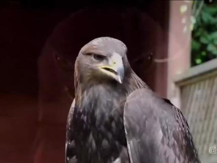 猛禽榜排行第三,金雕!带着羚羊天上飞 #金雕 #雕鸮 #鸟类 #动物 #野生动物 #鹰 #鸟 #搞笑动物